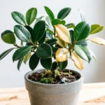 Potted indoor plant with yellowing and healthy green leaves on a timber table near a bright window, showing common houseplant stress signs